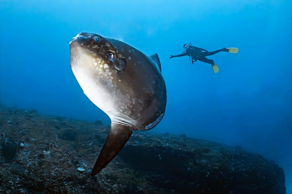 Underwater Exploration from Seminyak: Snorkeling, Scuba Diving, and Marine Adventures in Bali