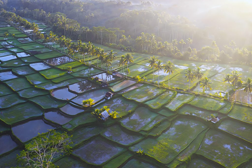 Ubud vs Seminyak: Which Fits Your Villa Stay Better?